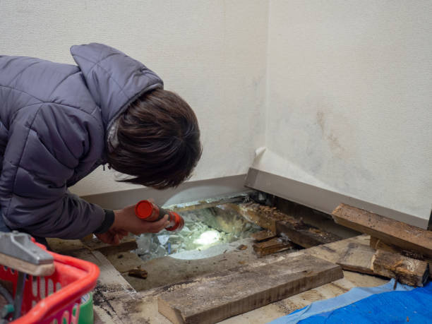 Biohazard Mold Removal in Livingston, TX